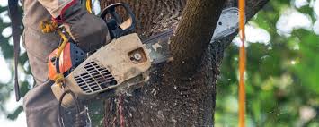 Lakehills, TX Tree Removal Company