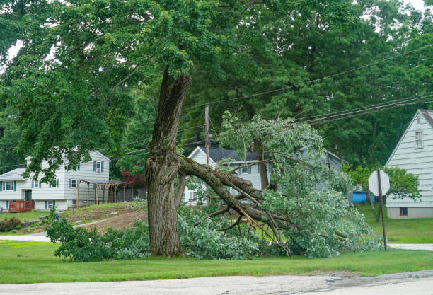 How Our Tree Care Process Works  in  Lakehills, TX